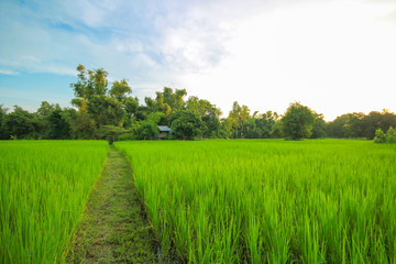 Fototapeta na wymiar Green nature landscape with Paddy jasmine rice field in Thailand