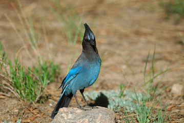 Steller Jay near Heart Bar Campground, San Bernardino National Forest, CA