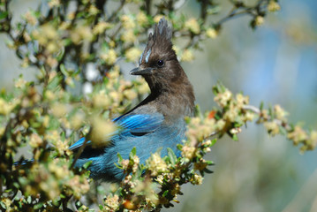 Steller Jay near Heart Bar Campground, San Bernardino National Forest, CA