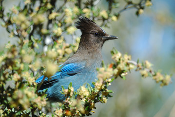 Steller Jay near Heart Bar Campground, San Bernardino National Forest, CA