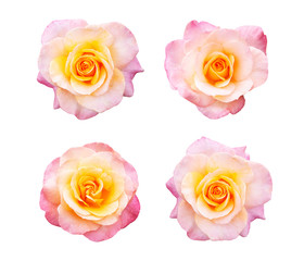 Beautiful collection of roses flowers isolated on white background