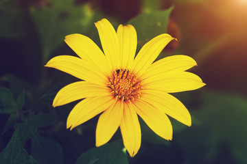 Mexican sunflower.