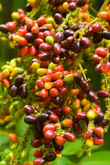 Herb fruit of Lepisanthes rubiginosa tree.