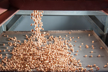 The processing of hazelnuts: Just shelled hazelnuts falling on a metal tray ready for the peeling...