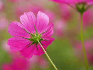 コスモス