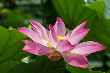 pink lotus flower are blooming