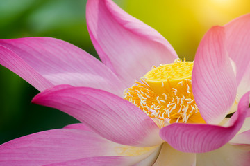 Clouse up of pink lotus flower are blooming