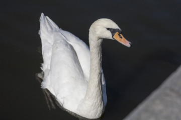 Swan on Vltava river in Prague, Czechia