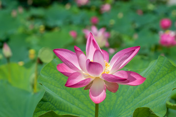 pink lotus flower are blooming