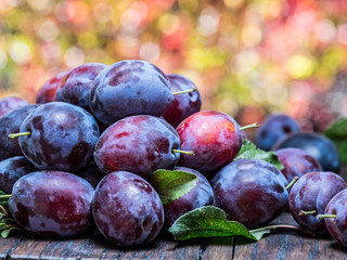Plum harvest. Plums in the basket.
