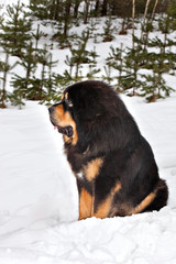 Dog Tibetan Mastiff sitting in the snow