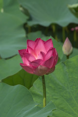pink lotus flower are blooming