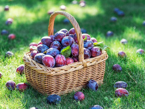 Plum harvest. Plums in the basket on the green grass.