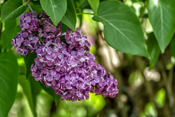 Syringa bloom in spring at the background of green leaves