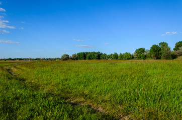 Fototapeta premium Wide green meadow