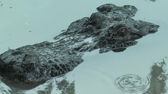 Krokodil in Lauerstellung