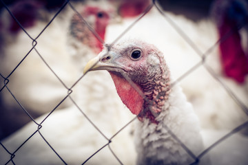 Turkeys from behind a metal fence on the farm