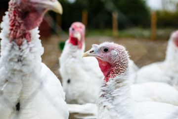 Turkeys from behind a metal fence on the farm