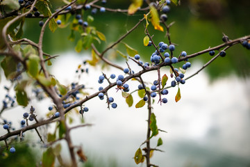 Blackthorn bush with ripe berries on a background of the river