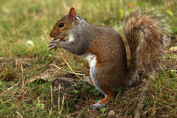 Naklejka na ściany i meble Squirrel holds a peanuts in the park
