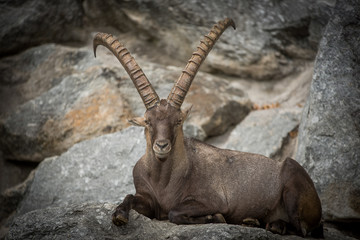 Steinbock