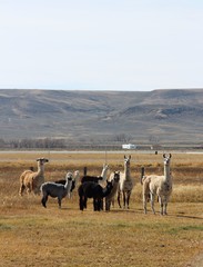 alpaca group in the field