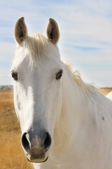 beautiful white horse looking