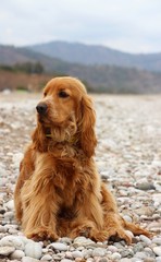 cocker spaniel dog sitting in the beach
