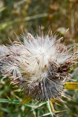 Thistle flower with a piece of a dandelion