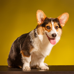 Pembroke Welsh Corgi, Dog Welsh Corgi 