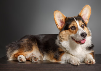 Pembroke Welsh Corgi, Dog Welsh Corgi 