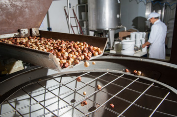 The processing of dry fruit: just shelled hazelnuts falling on a metal basin for the making process...