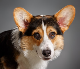 Pembroke Welsh Corgi, Dog Welsh Corgi 