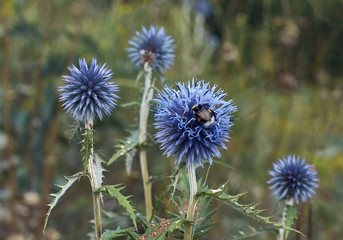 Blue flowers Echinops sphaerocephalus.