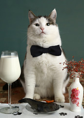 cat in bow in the pet restaurant with milk in wine glass and raw whole fish close up photo
