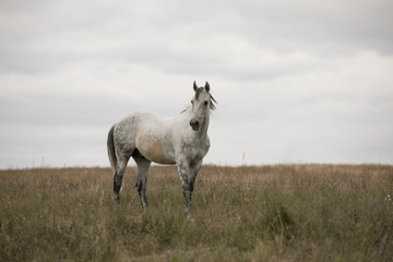 Wild white horse standing on the field