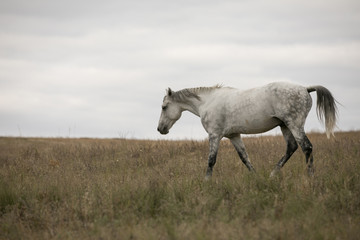 Wild white horse standing on the field - 175441814