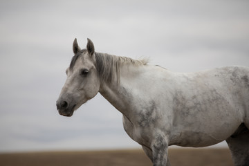 Fototapeta na wymiar Wild white horse standing on the field
