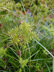 Zypergras, Cyperus cultivars, Nabucco, Wasserpflanze