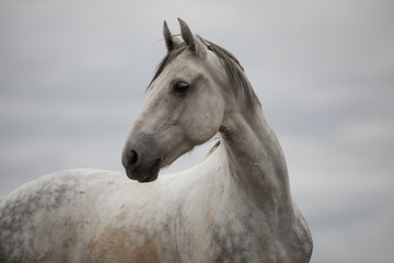 Fototapeta na wymiar Wild white horse standing on the field