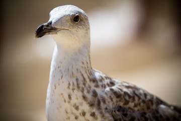 Close up shot of a seagull