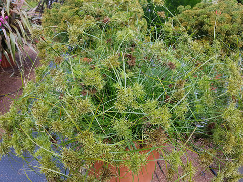 Zypergras, Cyperus cultivars, Nabucco, Wasserpflanze