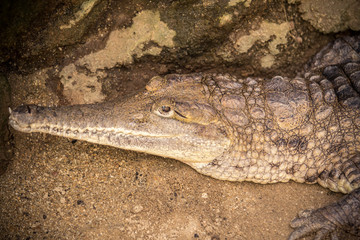 Small Caiman Crocodile
