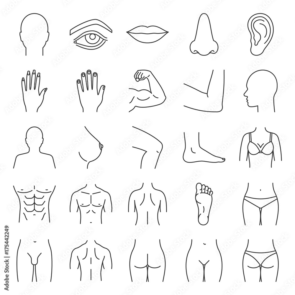 Wall mural human body parts linear icons set