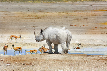 Black Rhinoceros at a waterhole with a herd of Impala in Etosha National Park, Namibia