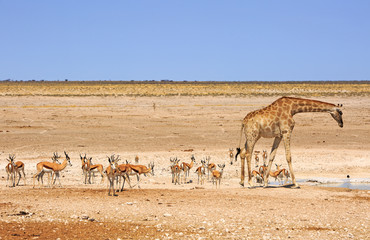 Fototapeta na wymiar busy waterhole with herd of springbok and a giraffe bending to take a drink
