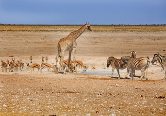 Waterhole in Etosha with vibrant blue sky teeming with lots of animals