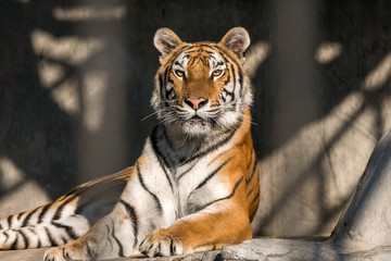 Close up view of a Siberian tiger