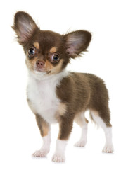 Obraz premium puppy brown chihuahua