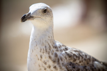 Close up shot of a seagull